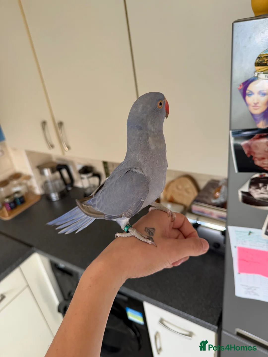 Ringnecks birds for sale: Baby ringneck - Advert 2