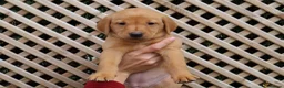 Labrador Retriever dogs for sale: Beautiful KC Registered Labrador Puppies - Advert 15