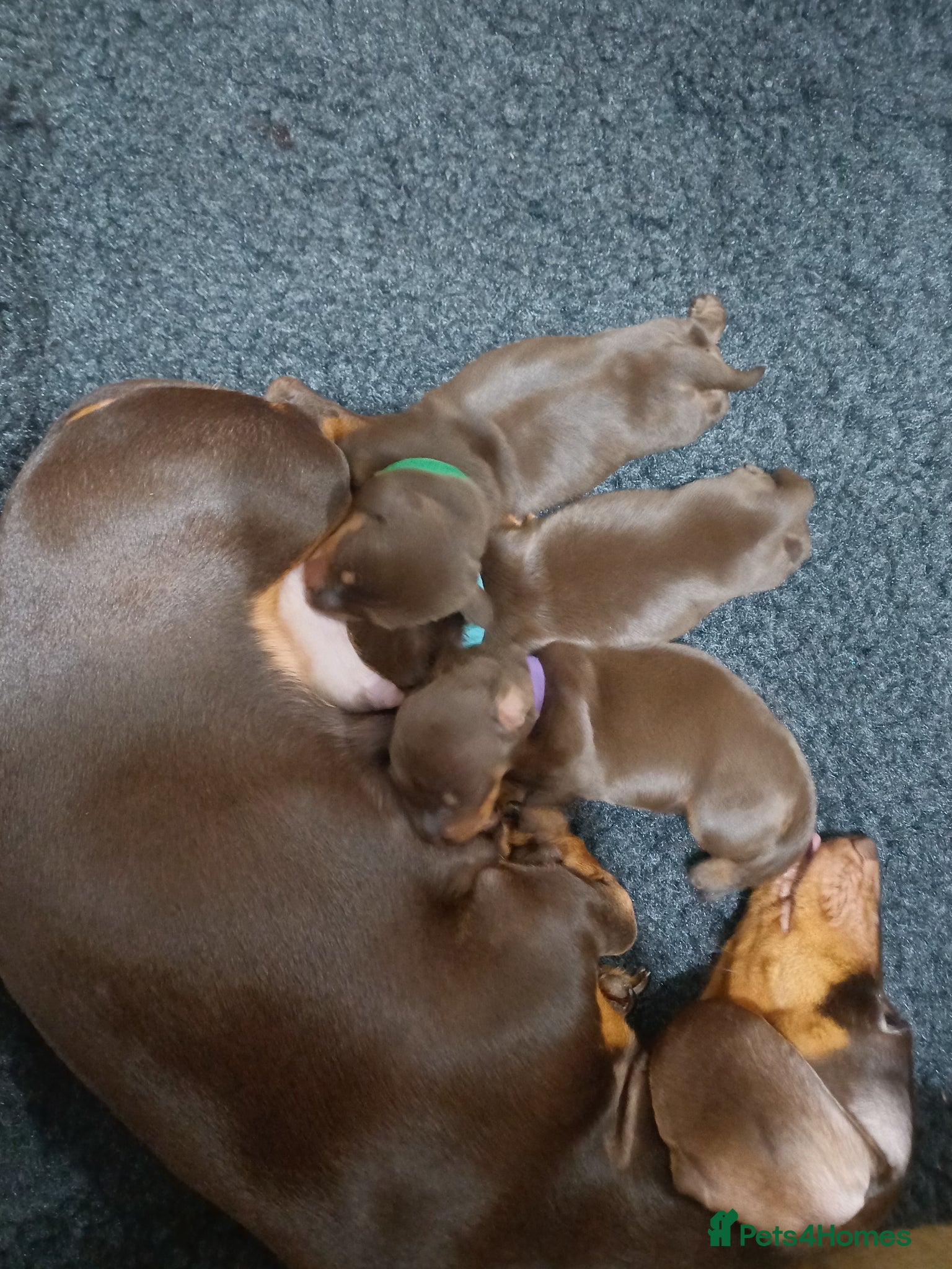 Miniature Dachshund dogs 2 boy miniature daschunds need their forever home  - Advert 14