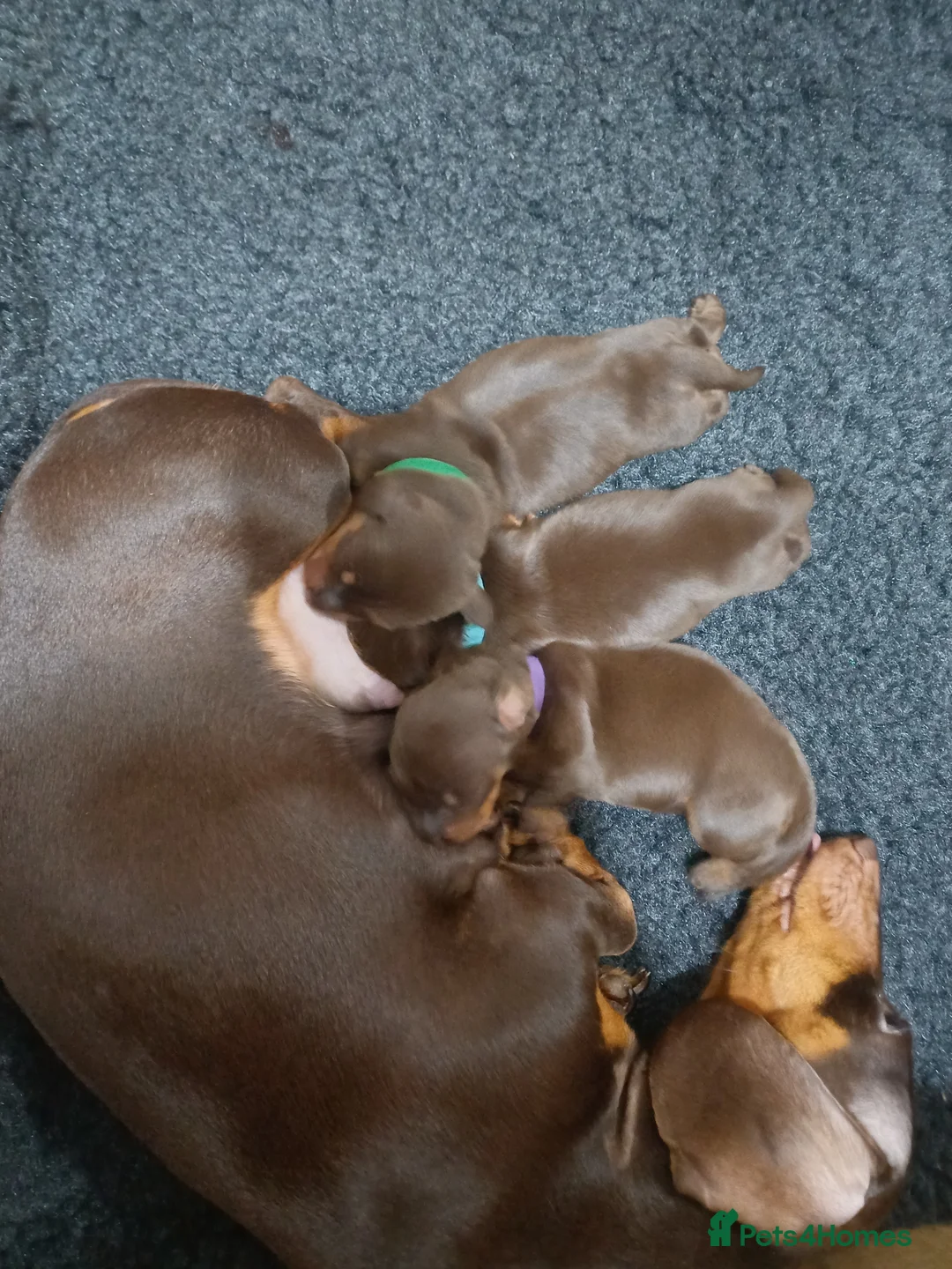 Miniature Dachshund dogs for sale: 2 boy miniature daschunds need their forever home  in Petersfield - Advert 1
