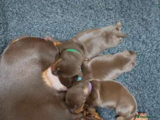 Miniature Dachshund dogs 2 boy miniature daschunds need their forever home - Advert 14