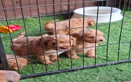Cavapoo dogs for sale: Adorable F1 Cavapoo puppies  - Advert 3