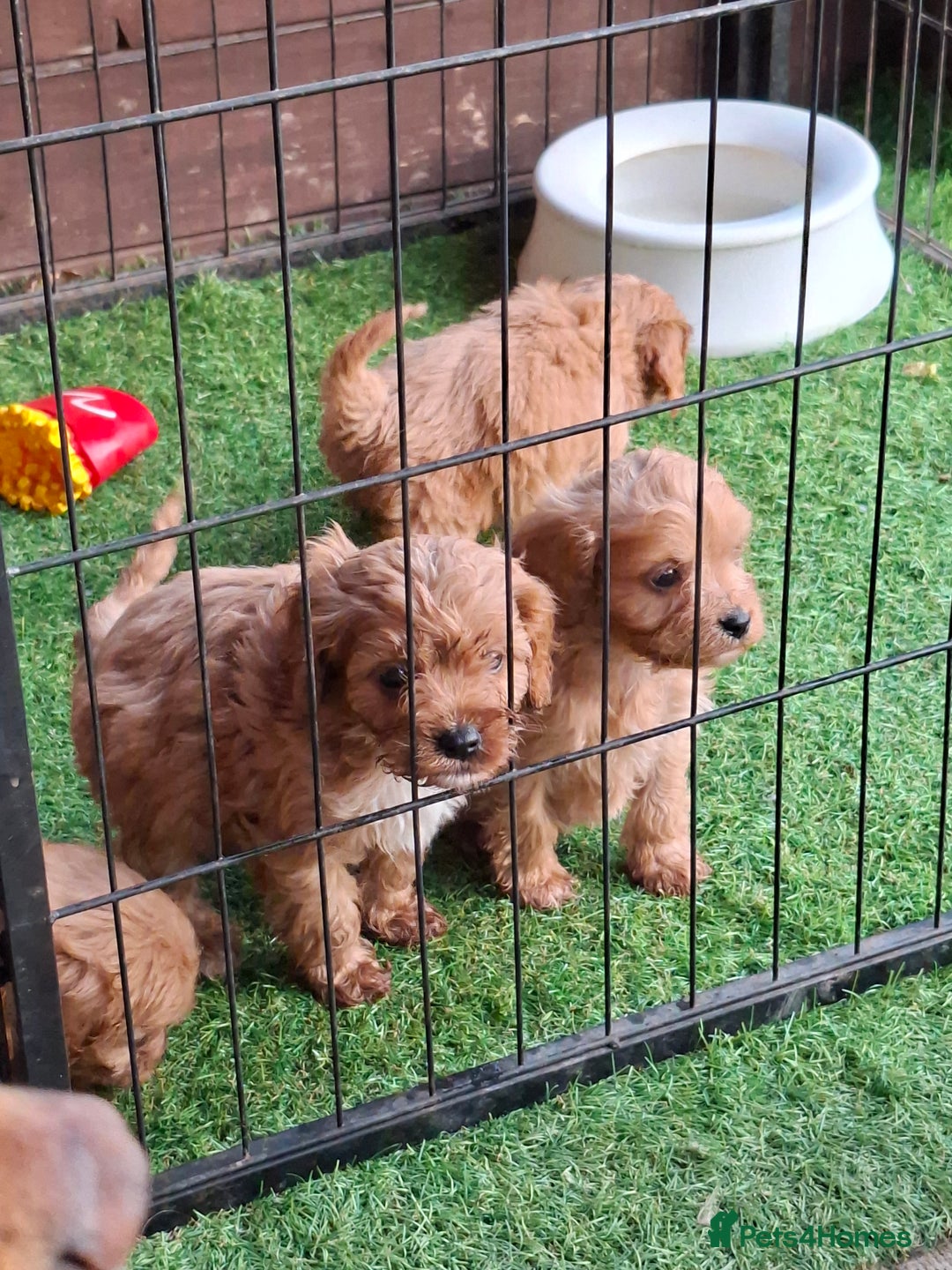 Cavapoo dogs for sale: Adorable F1 Cavapoo puppies  - Advert 3
