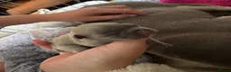 French Bulldog dogs for stud: blue Merle French bulldog stud  - Advert 3
