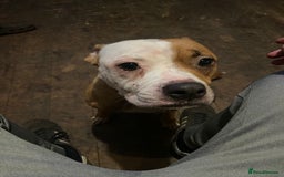 Mixed Breed dogs for sale: Chunky Rottweiler x alpha blue bulldog puppies  - Advert 2