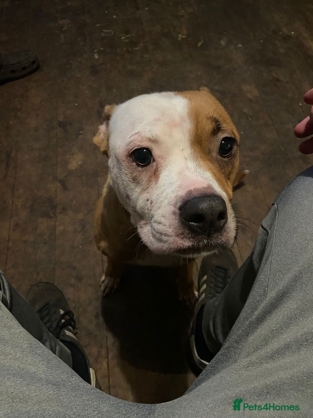 Mixed Breed dogs for sale: Chunky Rottweiler x alpha blue bulldog puppies  - Advert 2