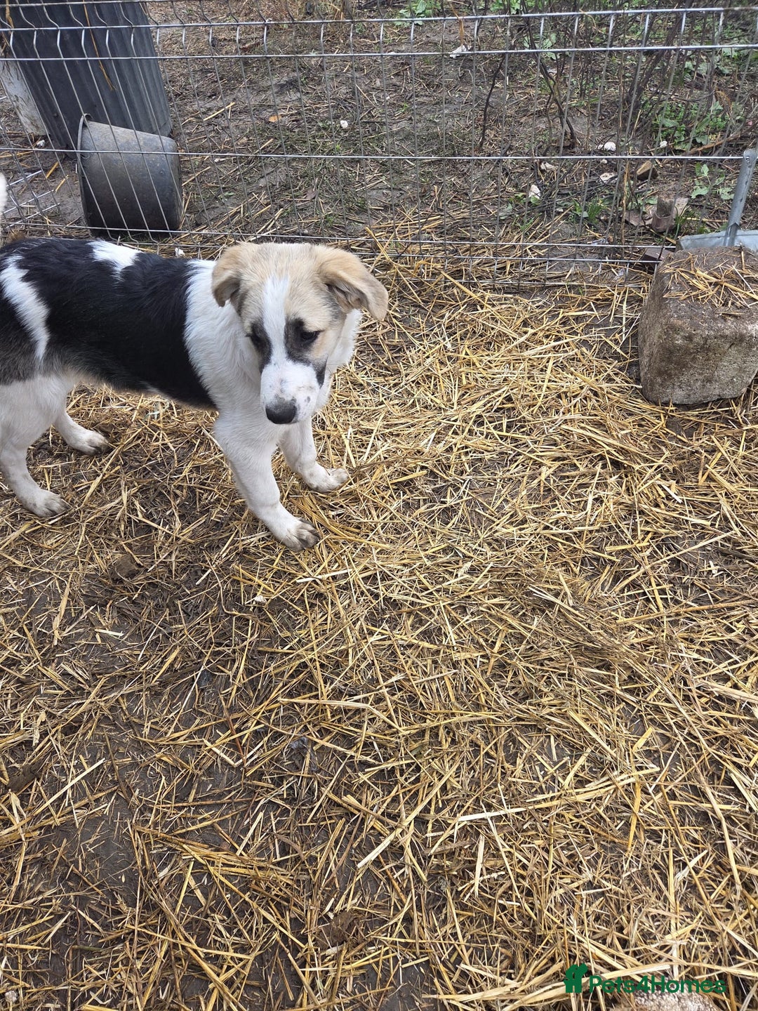 Mixed Breed dogs for adoption: 🐾 TEDDY - Big, Gentle & Full of Quiet Love 🤍🐶 - Advert 4