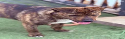 Mixed Breed dogs for adoption: Cute Gina looking for a home - Advert 18