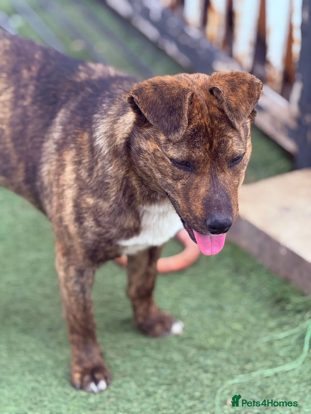 Mixed Breed dogs for adoption: Cute Gina looking for a home - Advert 18