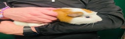 Guinea Pig rodents for sale: 2 x Male Guinea Pigs - Advert 7