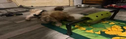 Mixed Breed dogs for sale: LHASO APSO X YORSHSIRE TERRIER PUPS  - Advert 8