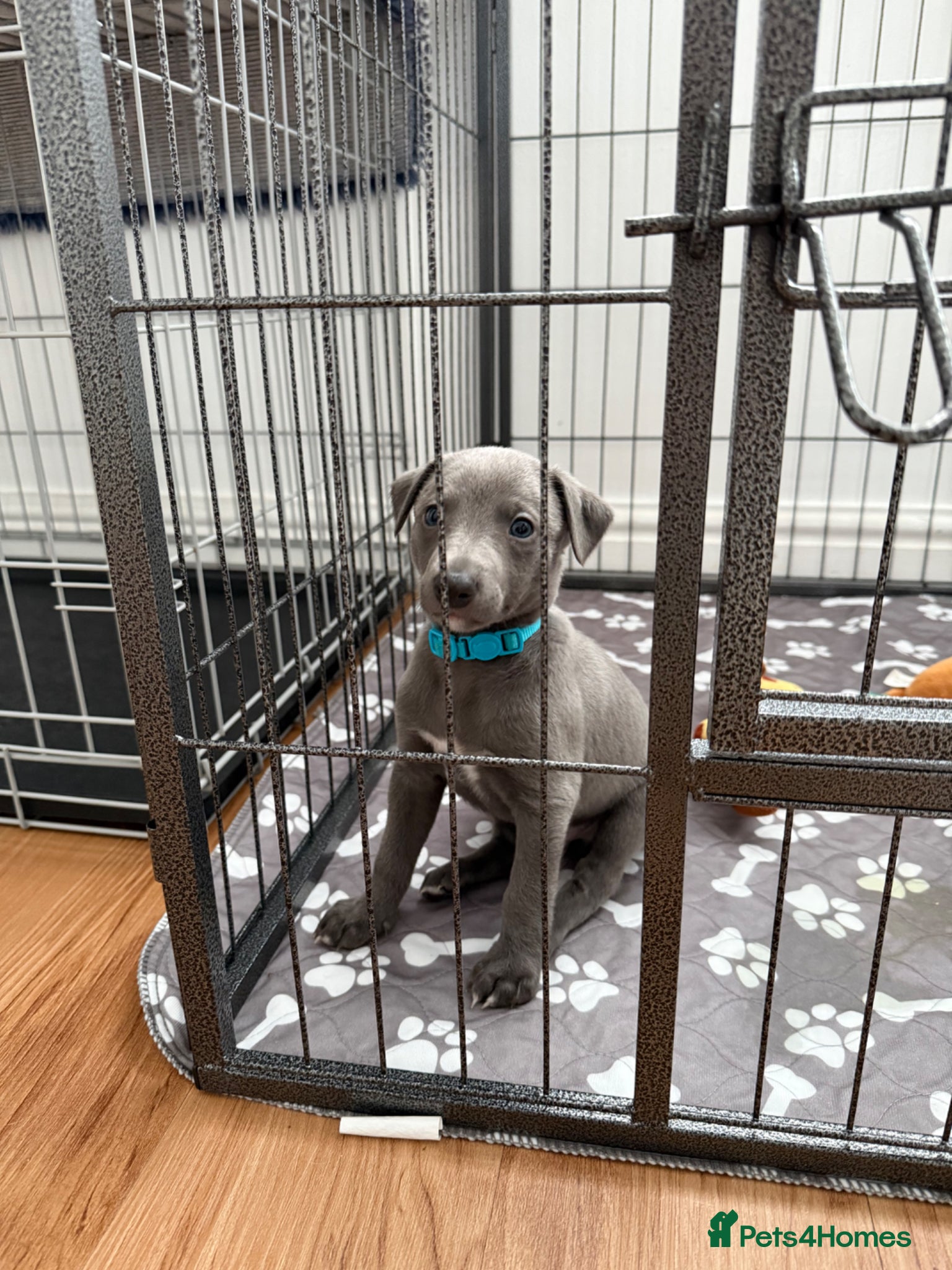 Whippet dogs QUALITY KC WHIPPET PUPPIES 🔵⚪️ - Advert 4