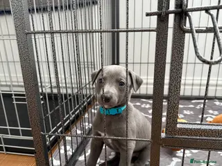 Whippet dogs QUALITY KC WHIPPET PUPPIES 🔵⚪️ - Advert 4