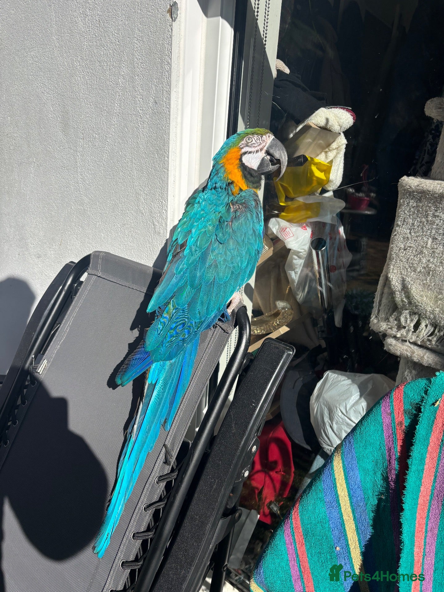 Macaws birds Blue and gold Macaw - Advert 6