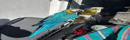 Macaws birds for sale: Blue and gold Macaw in London - Advert 1