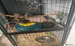 Degus rodents for sale: Male Degu 2 years old  - Advert 2