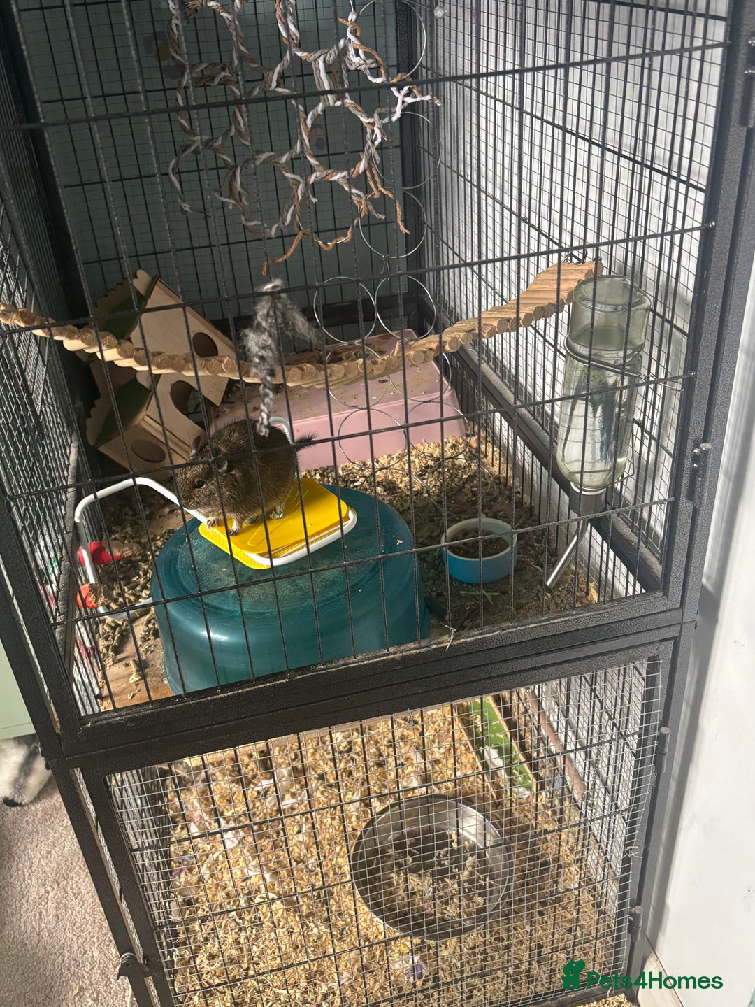 Degus rodents for sale: Male Degu 2 years old  - Advert 2