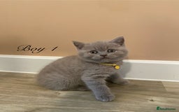British Shorthair cats for sale: 💎 lilac British Shorthair kittens for reserve ✨ - Image 4