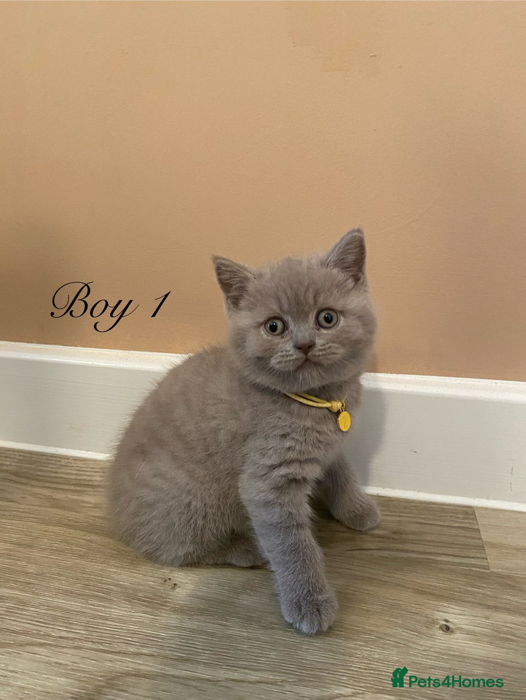 British Shorthair cats for sale: 💎 lilac British Shorthair kittens for reserve ✨ - Image 4