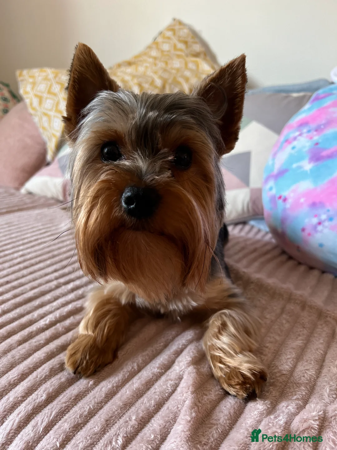 Yorkshire Terrier dogs for stud: TINY and HANDSOME perfect size stud  in Dudley - Advert 2