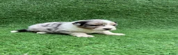 Australian Shepherd dogs for sale: Australian Shepherd Puppies  - Advert 32