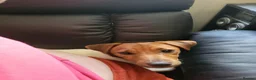 Jack Russell dogs for sale: Rehoming jack russell 6 months old female  in Doncaster - Advert 2