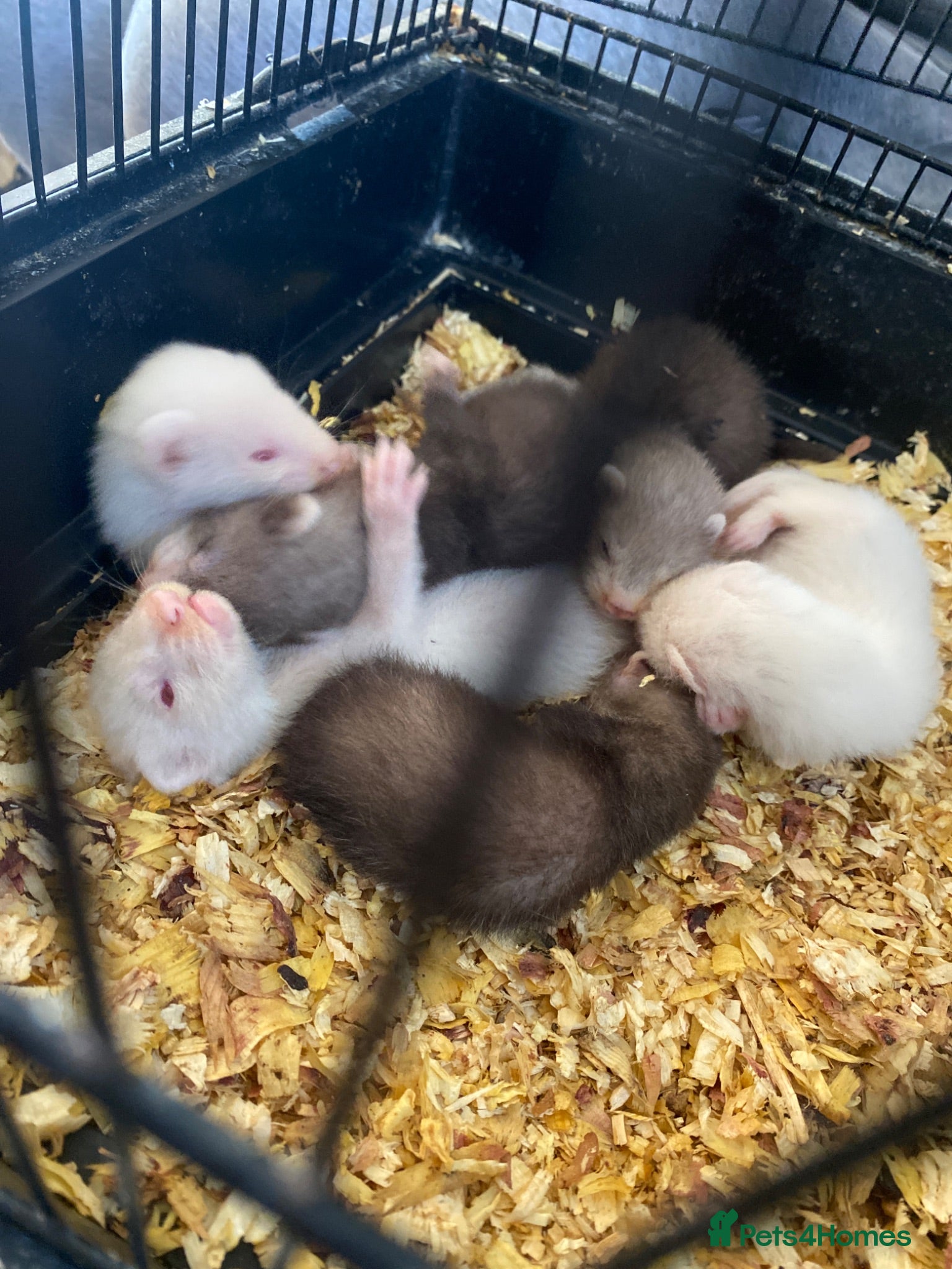 Ferret rodents Micro ferrets mixed  - Advert 1