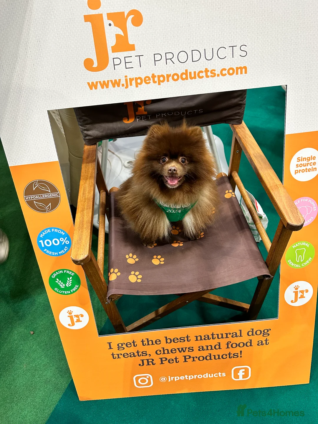 Pomeranian dogs for stud: Proven Chocolate KC in Runcorn - Advert 19