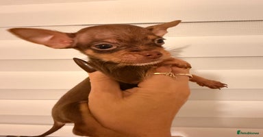 Chihuahua dogs Beautiful little Chi ready to go next week🐾 - Advert 15