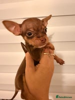 Chihuahua dogs Beautiful little Chi ready to go next week🐾 - Advert 7