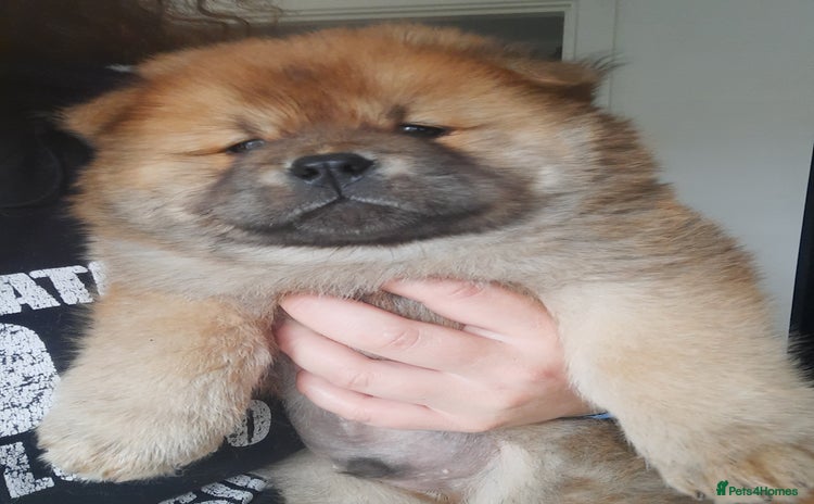 Chow Chow dogs - Advert 14
