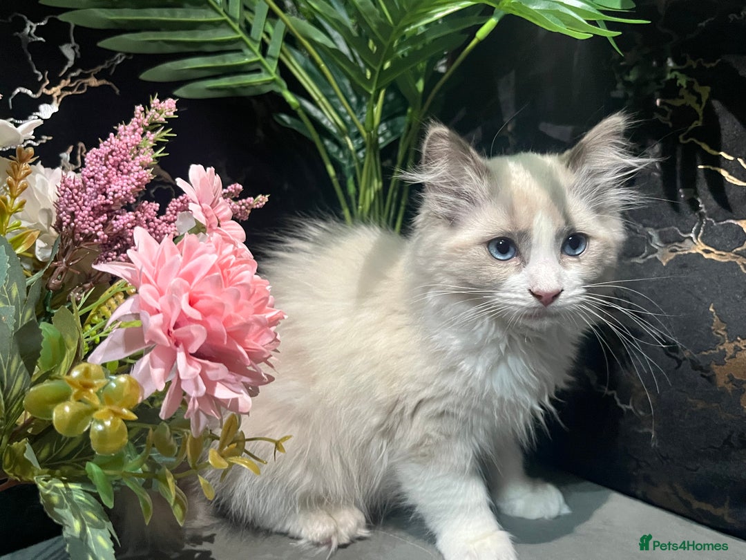 Ragdoll cats for sale: Pure Ragdoll kitten - Image 7