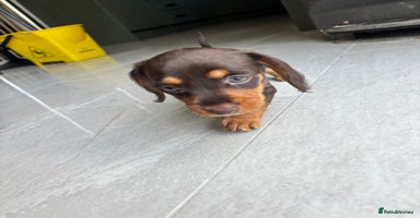 Mixed Breed dogs - Advert 2