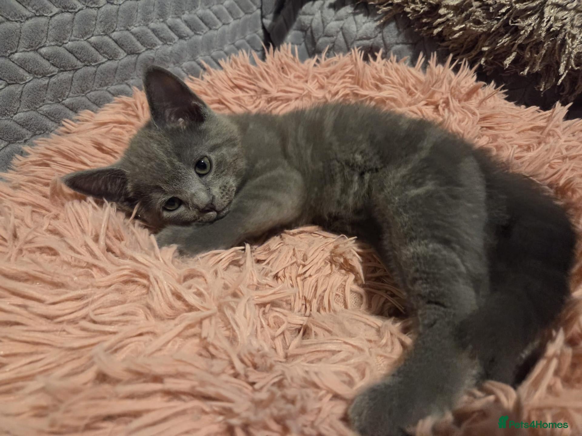 Russian Blue cats Russian Blue Kittens -ALL BOYS, UREDY TO GO 11.09 - Advert 2