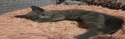 Russian Blue cats for sale: Russian Blue Kittens -ALL BOYS, UREDY TO GO 11.09 - Advert 1