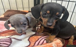 Dachshund dogs for sale: READY to leave dachshund puppy’s for sale  - Image 28