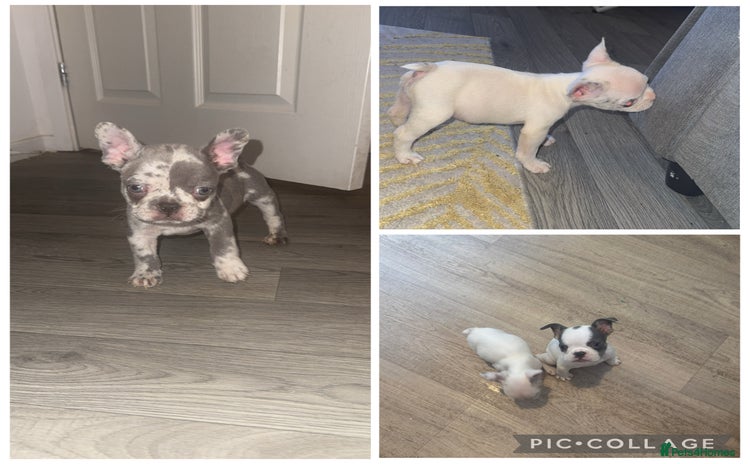 French Bulldog dogs - Advert 2