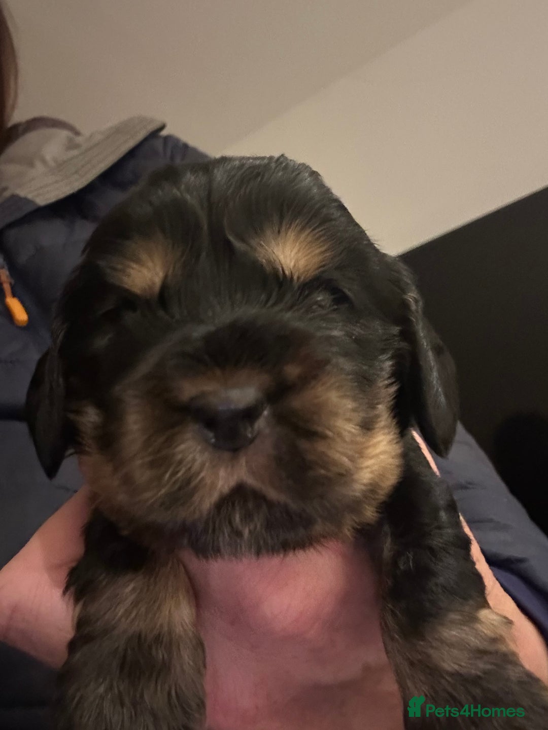 Cocker Spaniel dogs for sale: KC Reg Show Type Cocker Spaniel Puppies  - Advert 5
