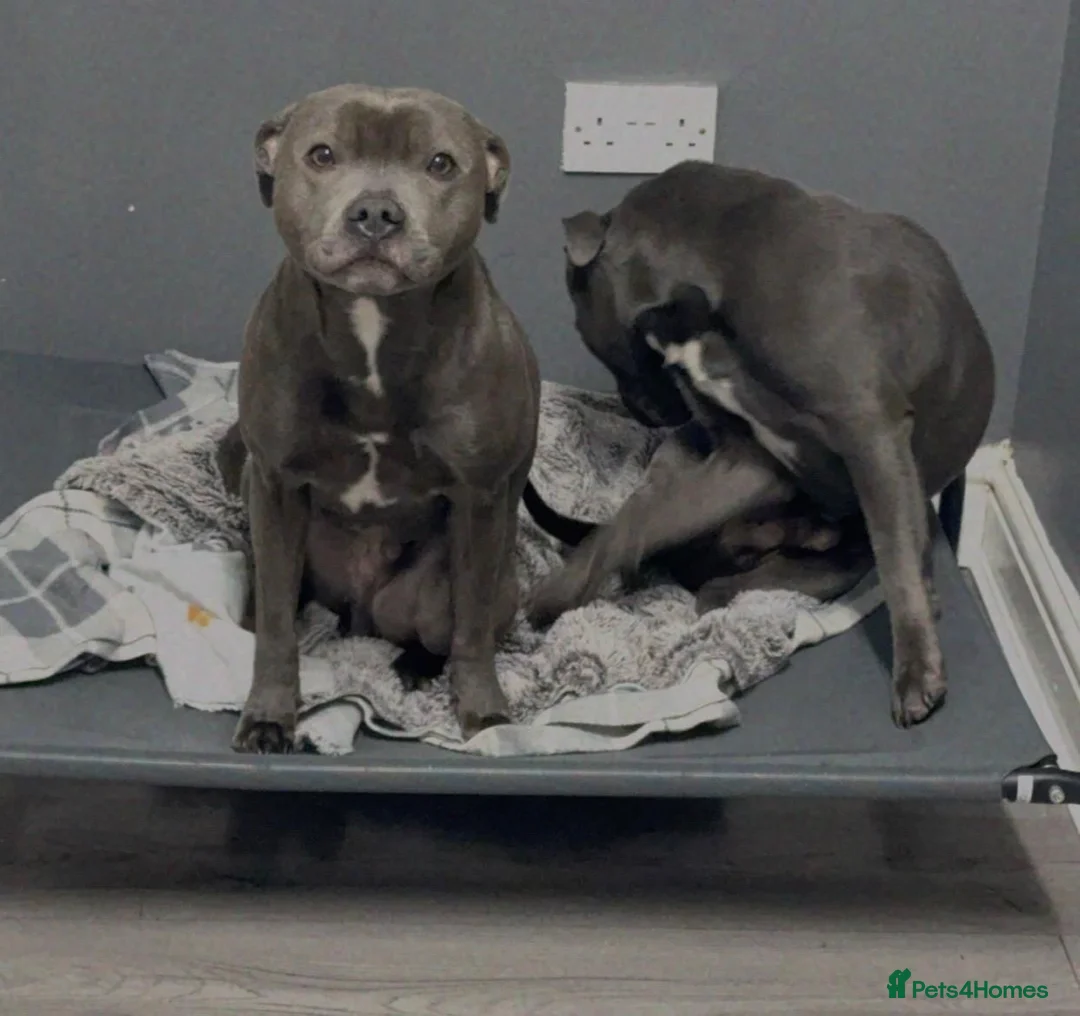 Staffordshire Bull Terrier dogs for sale: Blue Staffordshire bull terrier  - Advert 2