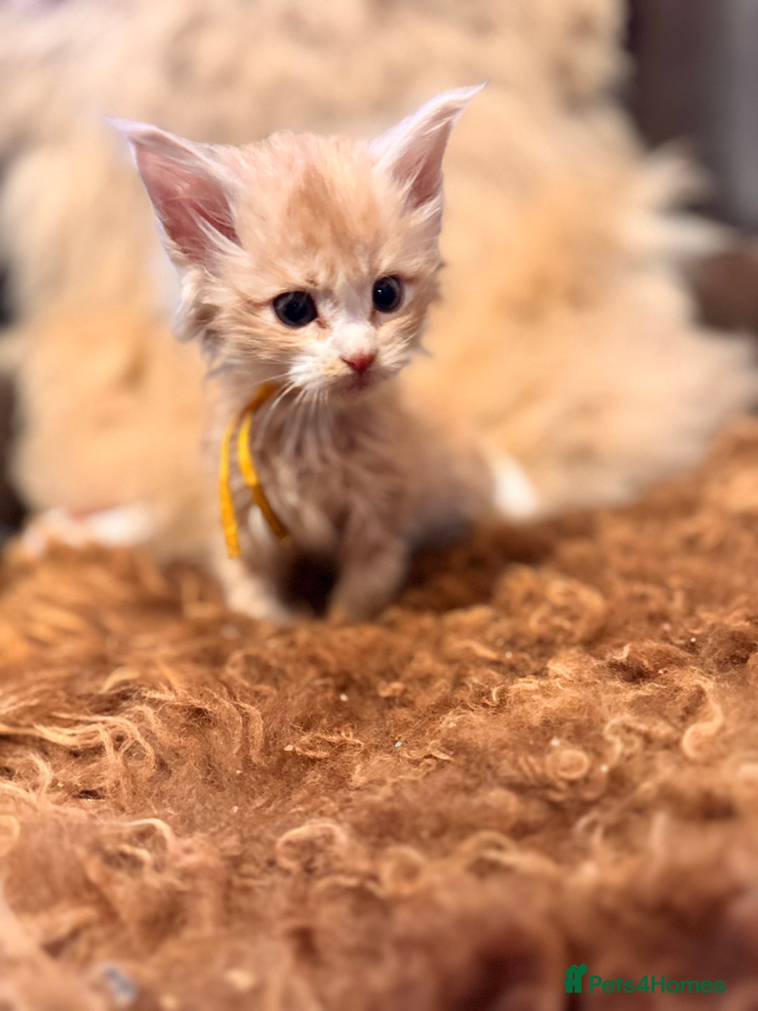 Maine Coon cats for sale:  TICA Registered Maine Coon Kittens- ready now  - Advert 15
