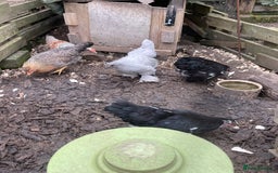 Hens poultry for sale: Bantams for sale - Image 3