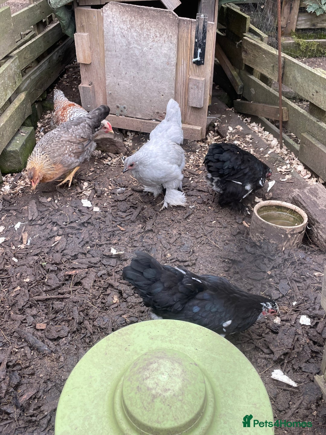 Hens poultry for sale: Bantams for sale - Image 3