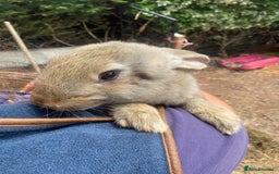 Continental Giant rabbits for sale: Continental giant - Image 7