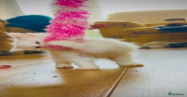 Ragdoll cats - Advert 1