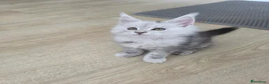 Maine Coon 1 - Pink girl