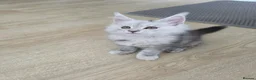 Maine Coon cats for sale: 🐾 Maine Coon Kittens Looking for Loving Homes 🐾 - Advert 27