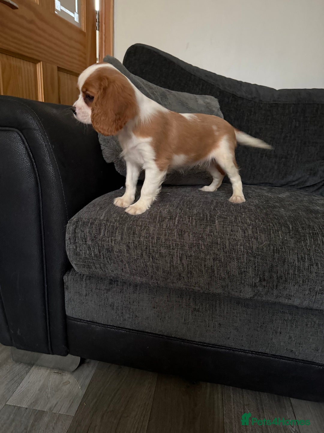 Cavalier King Charles Spaniel dogs for sale: Kennel club reg dna cavalier pups fully vaccine  - Image 1