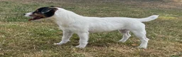 Jack Russell dogs for sale: Young female JRT for sale - Advert 3