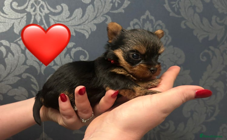 Yorkshire Terrier dogs in Melton Mowbray - Advert 2