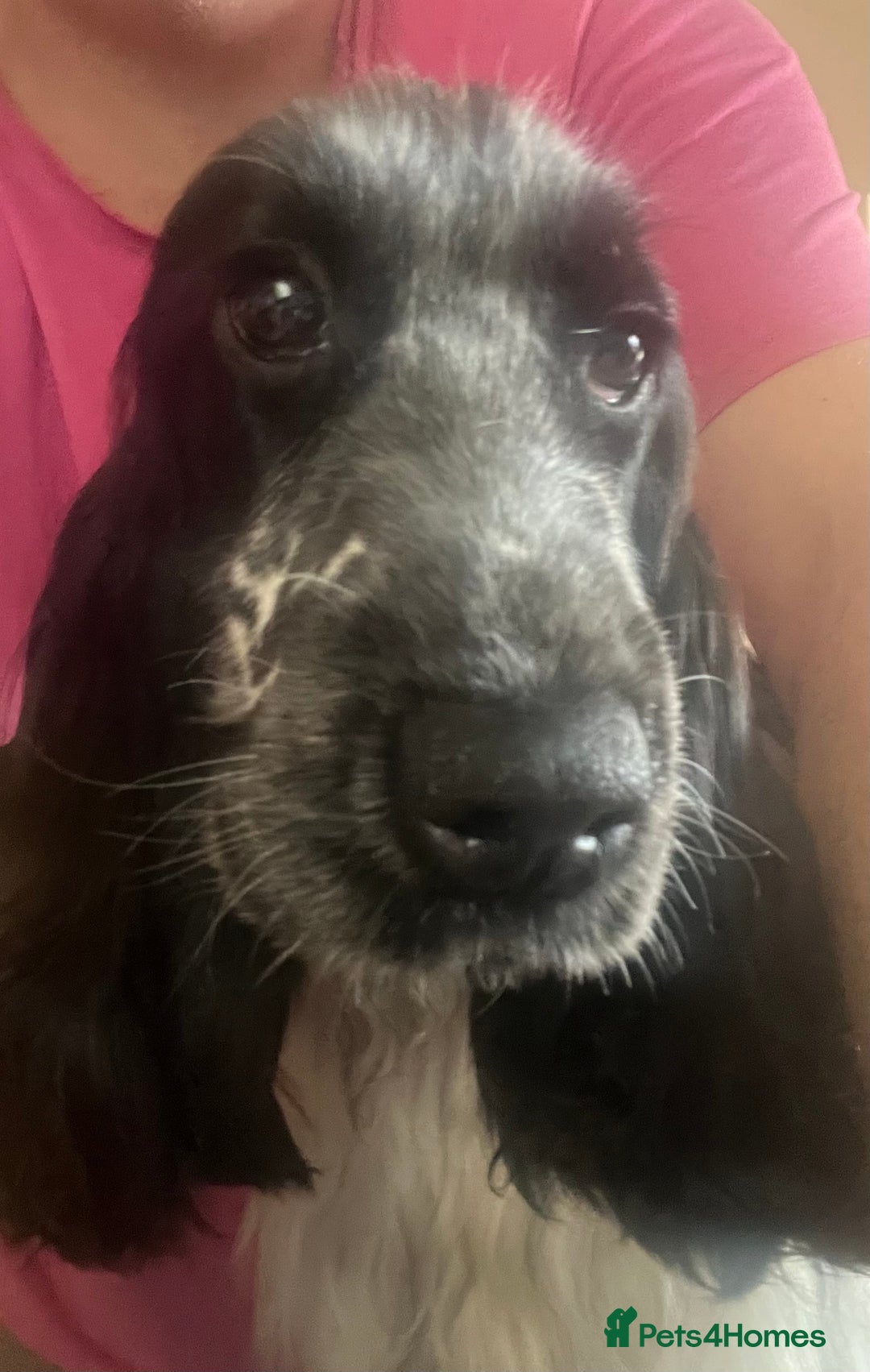 Cocker Spaniel dogs for sale: Blue roan cocker spaniel  - Image 1